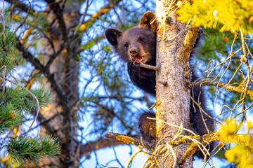 Cute Black Bear Cub Portrait on Pine Tree © PhotoSpirit