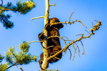 Cute Black Bear Cub Plays in Tree at Sunset © PhotoSpirit