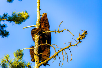 Cute Black Bear Cub Plays in Tree at Sunset © PhotoSpirit