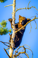 Cute Bear Cub Climbs Tree at Sunset © PhotoSpirit