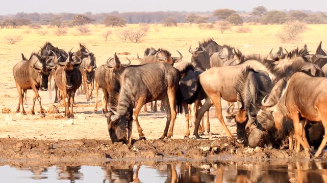 wildebeest at waterhole, drinking 674
