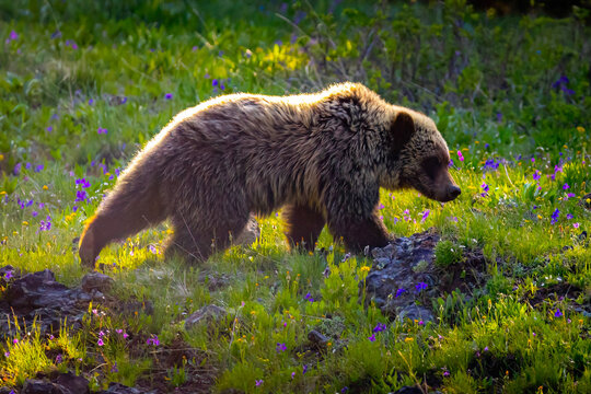 Grizzly Bear Walks Through Wildflower Meadow at Sunset