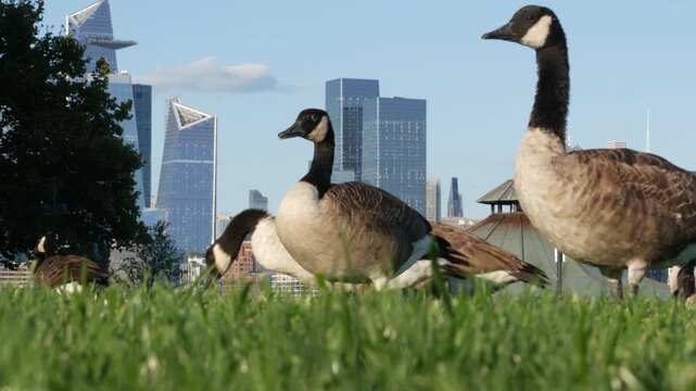New York City Manhattan Midtown towers from New Jersey, wild goose or duck, grass lawn of pier A park, Hoboken, United States. American high-rise skyscraper building and birds migration, Hudson Yards.