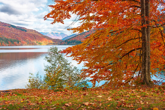 landscape with lake in autumn. scenic view of forest reflection on the lake surface. rika river water reserve. transcarpathia in fall season