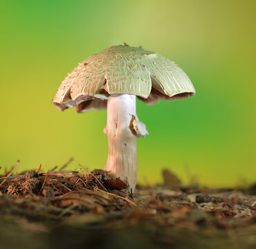 Agaricus silvaticus mushroom