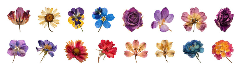 Obraz premium PNG Vibrant watercolor floral collection on transparent background