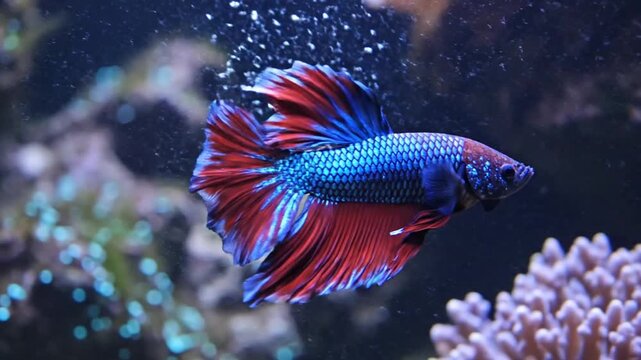 A vibrant blue and red fish swims in a clear aquarium