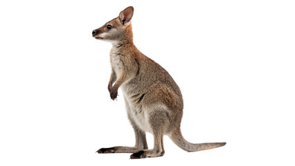 Small furry brown kangaroo sitting upright in profile isolated on transparent background cut out © novikova-png