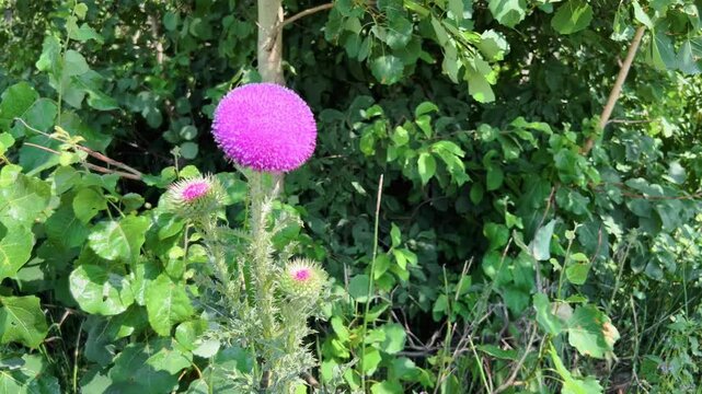 Blooming musk thistle Carduus nutans with vivid pink flower head growing among green foliage