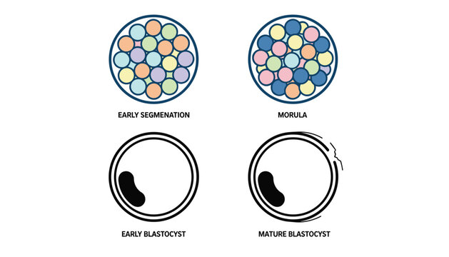 Educational scientific diagram details the early stages of embryo development from segmentation to blastocyst.