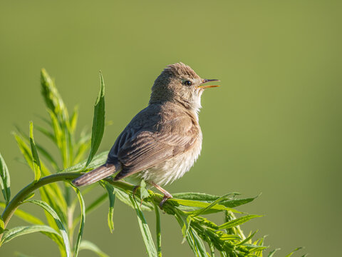 Booted warbler Iduna caligata close up showing diagnostic identification features from other warblers. Wild songbird singing on green stem in natural habitat on sunny day. Ornithology biology concept