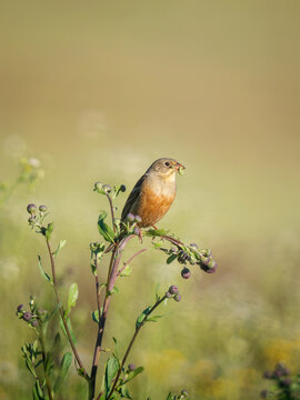 Ortolan bunting Emberiza hortulana with green caterpillar in beak. Wild songbird perched on wildflower stem in warm golden hour sunlight meadow nature biology concept. Vertical. Copy space