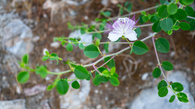 Caper Flower (Capparis spinosa ) Blooming on a Branch Beside Green Foliage and Buds