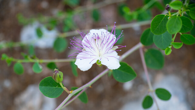 Macro Shot of Caper Bush Flower (Capparis spinosa) and Purple Stamens Close Up