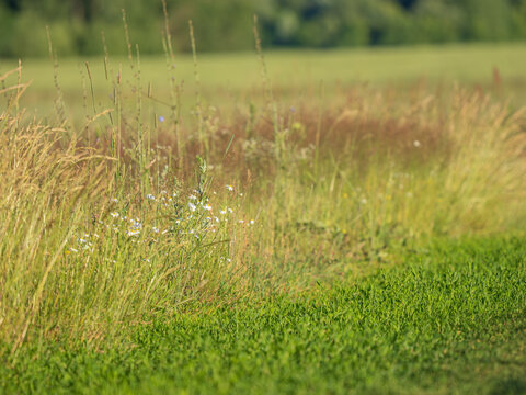 Beautiful summer meadow landscape featuring lush green grass lawn, wild wildflowers white oxeye daisies. Bright daylight beautiful tall field cereal spikelets golden ears. Pastoral countryside scenery