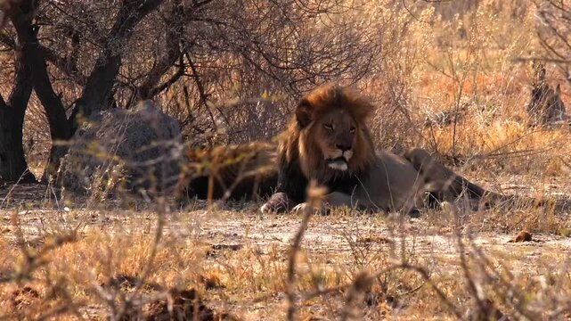 lion, Panthera leo, resting in shadow of tree 602 
