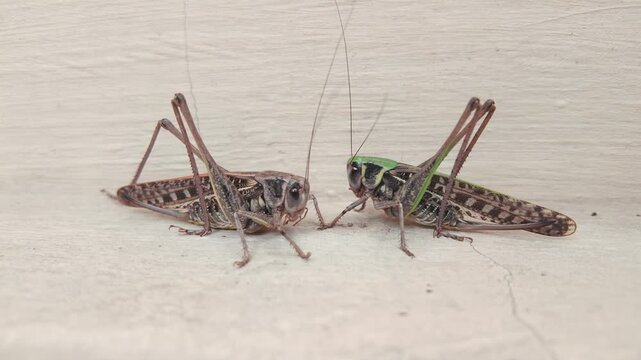 Two big female of gray green bush-crickets invading city streets, sitting face to face on a light concrete pavement wall at infestation time of long-winged wart-biter bush-cricket in urban area
