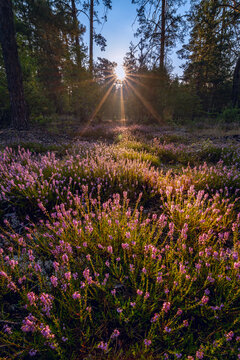 Autumn landscape with heather flowers glade in forest