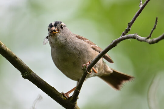A White-crowned Sparrow (Zonotrichia leucophrys) with a beak full of food to take back to its nest in Alaska's boreal forest.