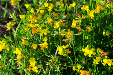 Fototapeta premium Bright yellow wild flowers bloom densely among lush green grass in a sunny summer meadow. The close-up shot details the fragile buds, creating a colorful natural carpet under the warm sun rays.