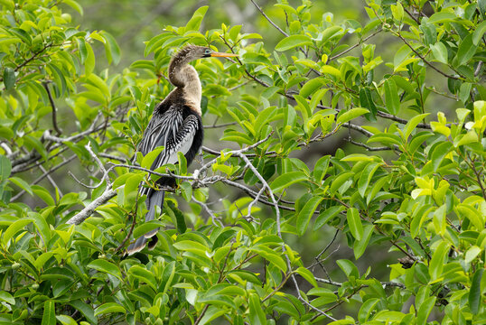 Anhinga male perched on a branch. Wakodahatchee Wetlands. Delray Beach. Florida, USA.