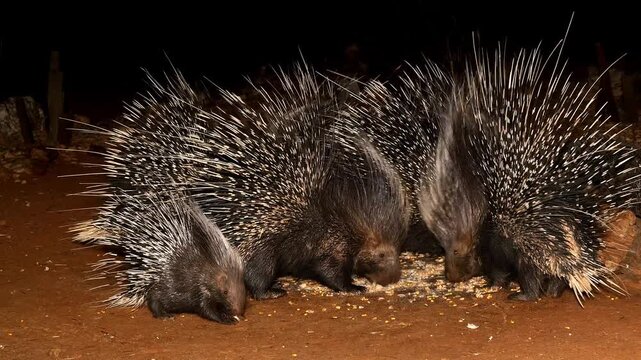 crested porcupines, Hystrix cristata, eat pets food on farm at night 653a
