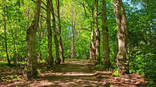 Walking in a beautiful forest park in H&auml;meenlinna finland with nice lighting and birds chirping