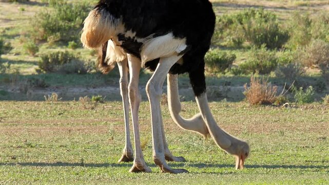 ostrich pair, Struthio camelus, pecking for food, close 234 
