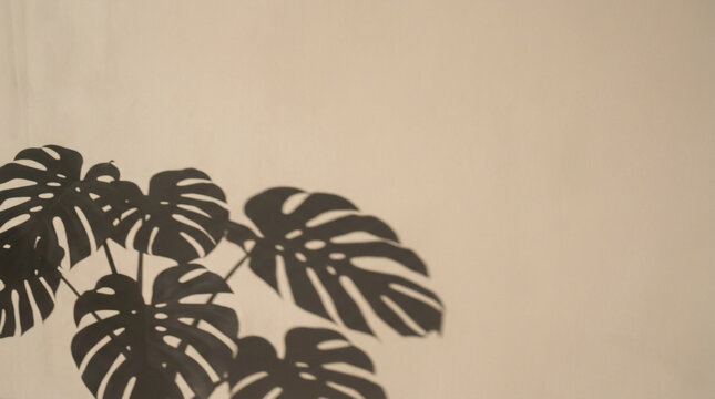 Silhouette of Monstera deliciosa leaves casting a shadow on a neutral minimalist wall background