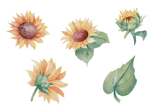Watercolor sunflower elements collection with flowers and green leaves isolated on white background