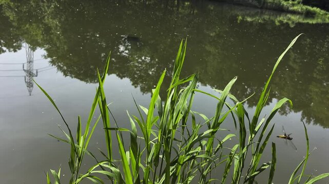 Green Reeds (Phragmites australis) by Calm Lake Water Reflecting Trees. Peaceful Nature Background, Tranquil Pond Videography.
