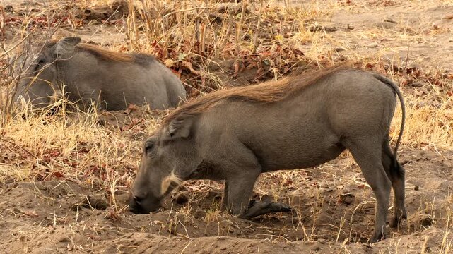 warthog digging up soil, searching for food 193
