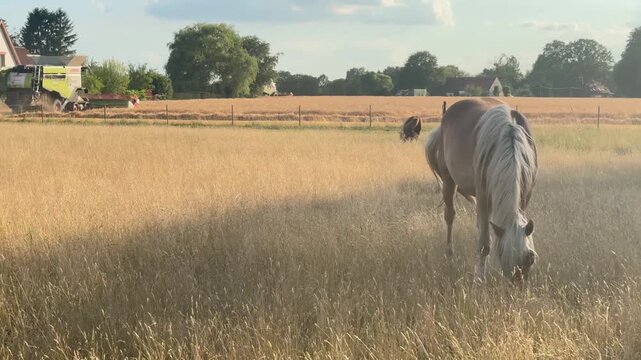 Laufendes Pferd vor Weizenernte - Pferd l&auml;uft &uuml;ber eine trockene Sommerweide, w&auml;hrend im Hintergrund M&auml;hdrescher und Traktor bei der Weizenernte arbeiten.