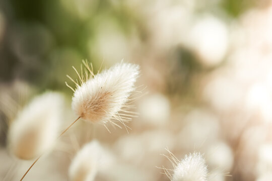 Samtgras (Lagurus ovatus)