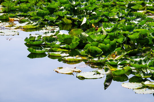 Water lilies on a pond in Midden-Limburg
