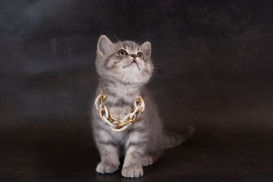 British Shorthair kitten wearing beads