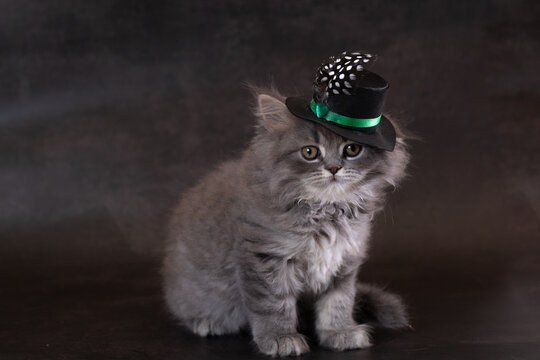 British Longhair kitten wearing a hat