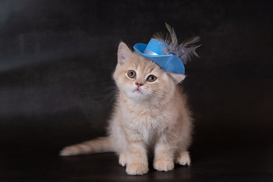 British Shorthair kitten wearing a hat
