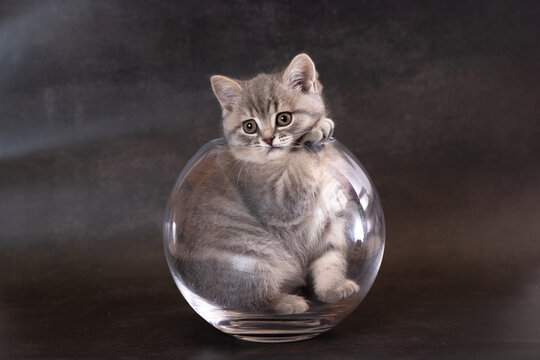 A British Shorthair kitten in a glass jar