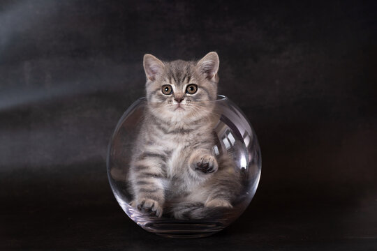 A British Shorthair kitten in a glass jar