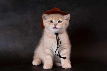 British Longhair kitten wearing a hat © g215