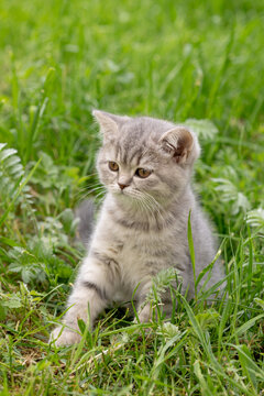 British Shorthair kitten out for a walk in the grass