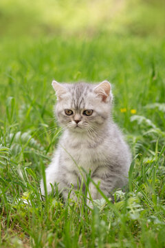 British Shorthair kitten out for a walk in the grass