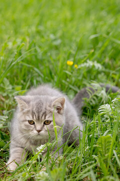 British Shorthair kitten out for a walk in the grass