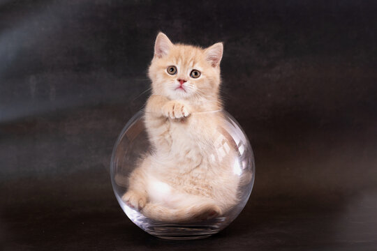 A British Shorthair kitten in a glass jar