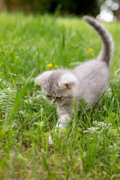 British Shorthair kitten out for a walk in the grass