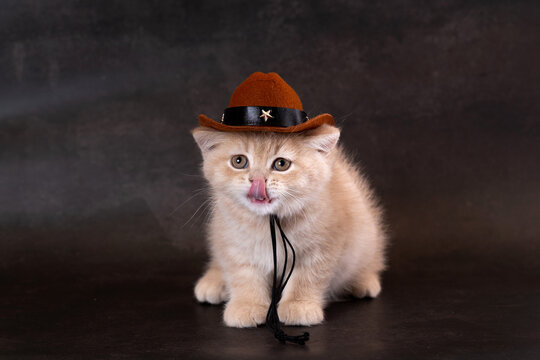 British Longhair kitten wearing a hat