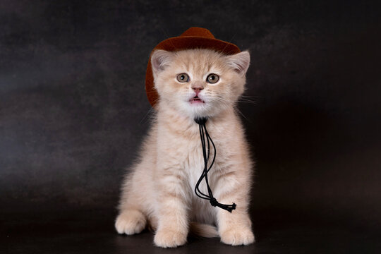 British Longhair kitten wearing a hat