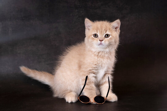 British Longhair kitten wearing a hat