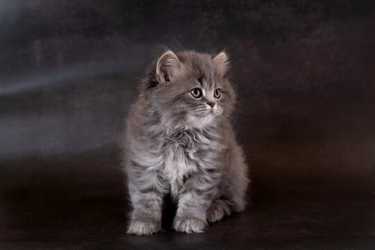 A British Shorthair kitten wearing glasses